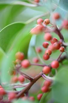 モチノキ モチノキの写真