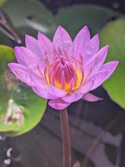 花咲く熱帯スイレン スイレン,ピンク,自然の写真素材