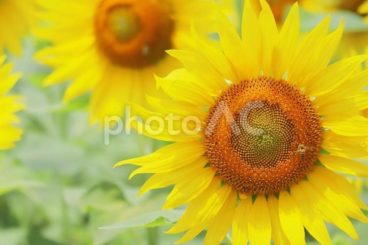 夏のひまわり畑の向日葵の花とミツバチ ひまわり,夏,花の写真素材
