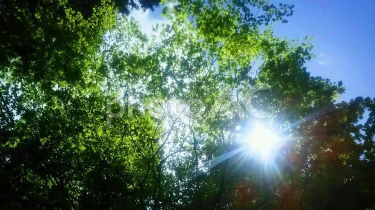 新緑　木漏れ日　3 木漏れ日,太陽,新緑の写真素材