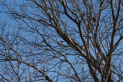 木陰で羽を休めるムクドリ ムクドリ,野鳥,鳥の写真素材