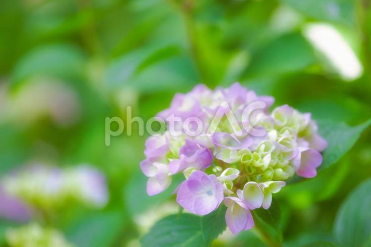 ふんわり優しい色のアジサイ 紫陽花,アジサイ,柔らかい質感の写真素材