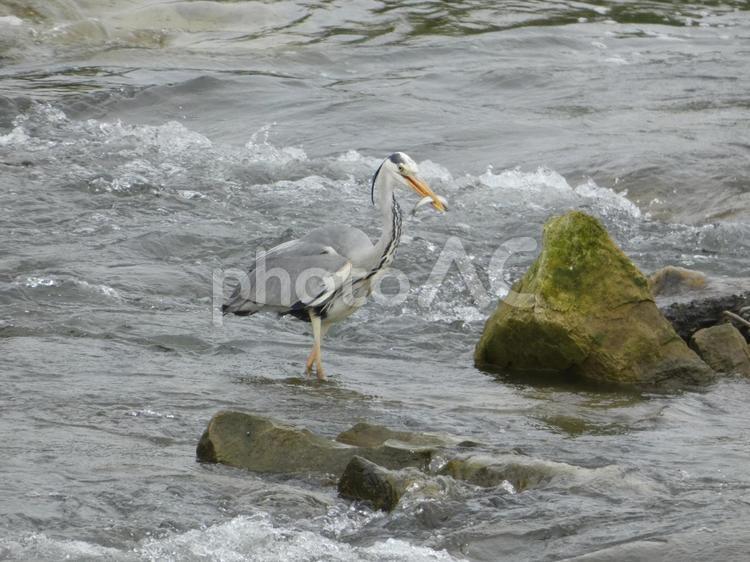 魚を掴み揚げたアオサギ 鳥,野鳥,アオサギの写真素材