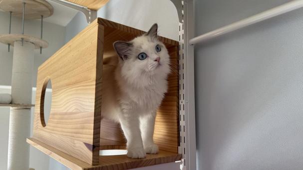 キャットウォークにいるラグドールの子猫 猫,ペット,かわいいの写真素材