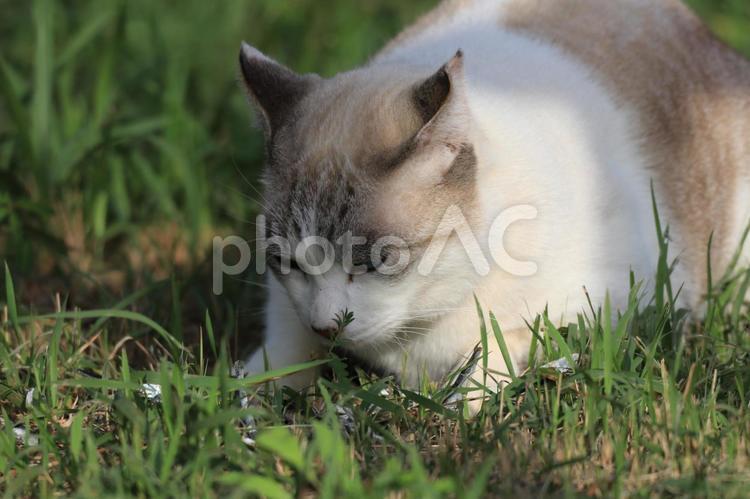 公園ネコ　沖縄県　那覇市 ねこ,猫,野良猫の写真素材