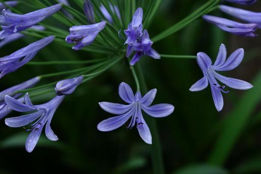 Photo, agapanthus, purple clam, murasaki kunsiran, 