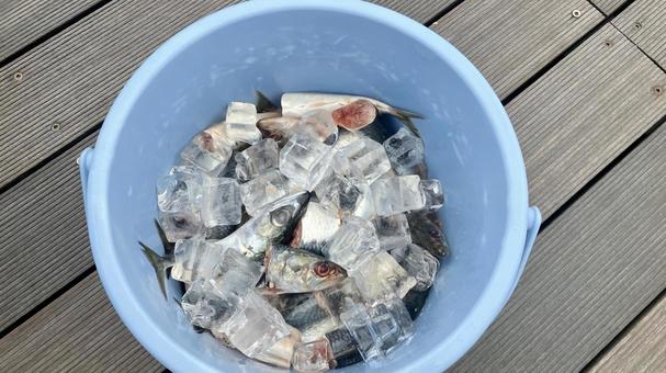 水族館のイルカの餌 餌,イルカ,水族館の写真素材