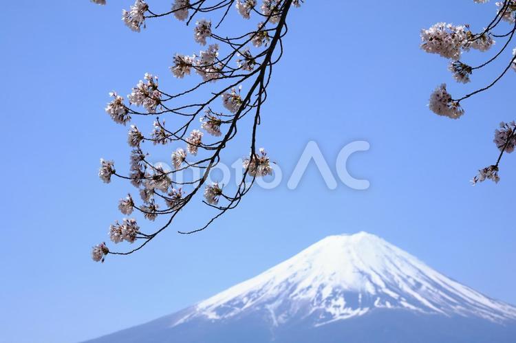 富士山と桜、青空の風景 富士山,桜,ソメイヨシノの写真素材