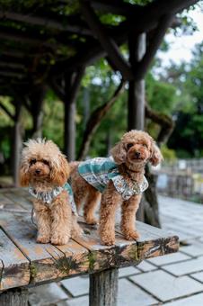 秋の公園で散歩するトイプードル 秋の公園で散歩するトイプードル トイプードル,トイプー,秋の写真素材