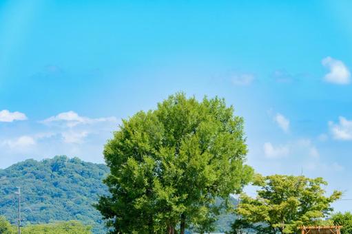 青空に映える大きなイチョウの木 青空に映える大きなイチョウの木の写真