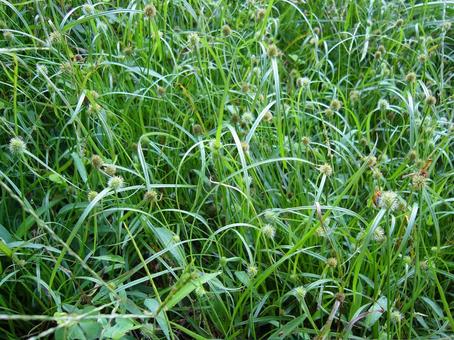 Photo, himekugu, grass, green, 