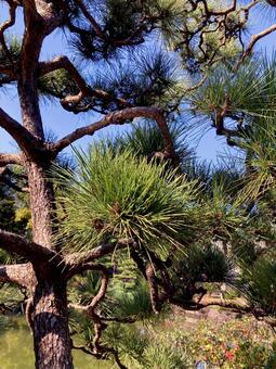 松 松,松の木,針葉の写真素材