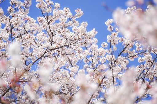 青空の桜3 青空の桜3の写真