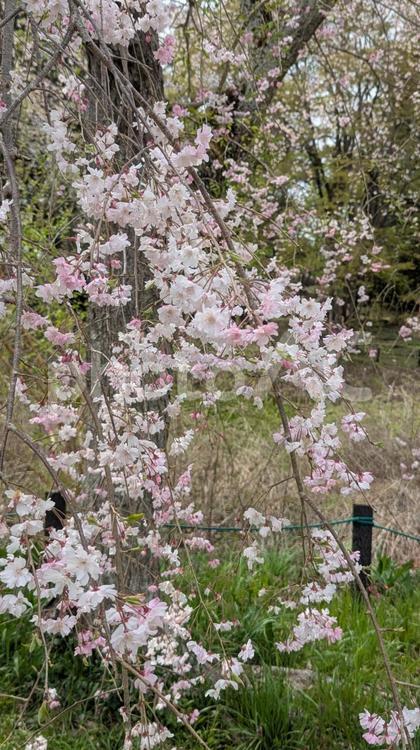 枝垂れ桜 桜,さくら,枝垂れ桜の写真素材