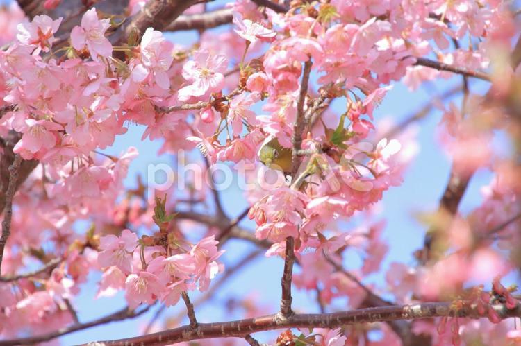 メジロとさくら メジロ,さくら,桜の写真素材