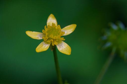 Photo, flower, plant, natural, 