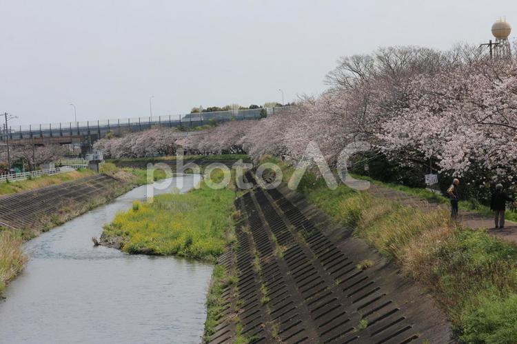 東名高速道路まで続く桜並木と菜の花の川 桜,桜並木,並木の写真素材