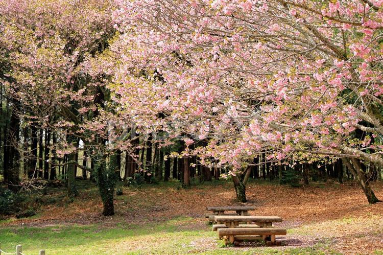 鮮やかなピンク色の牡丹桜 牡丹桜,八重桜,桜の写真素材