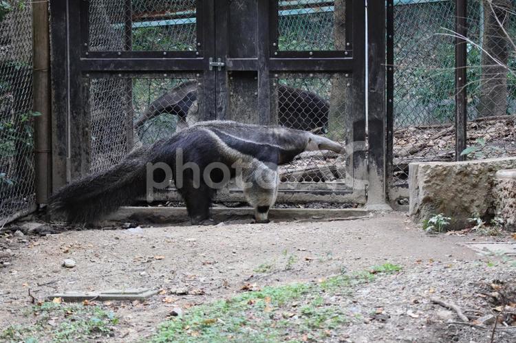 ドアの近くを歩くオオアリクイ アリクイ,オオアリクイ,動物園の写真素材