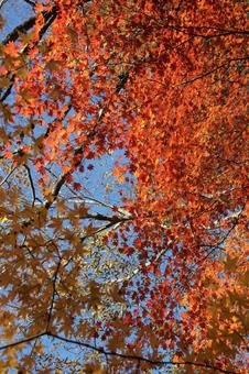 Photo, autumn leaves, season, sky, 