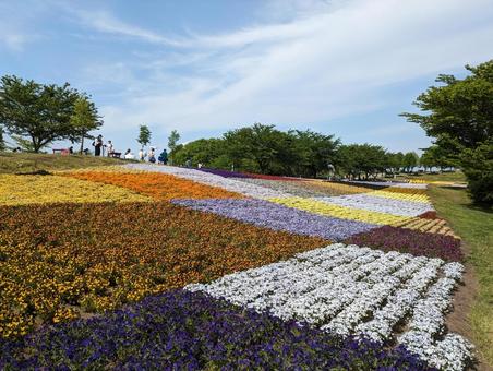 花畑 花畑の写真