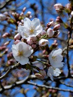 Photo, cherry tree, sakura, yoshino cherry tree, 