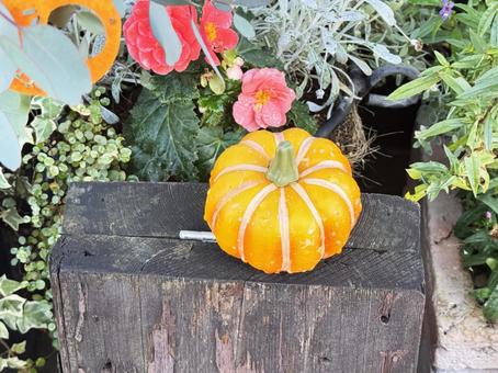 ハローウィン ハローウィン,花,祭事の写真素材