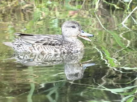 川面を泳ぐコガモ 川面を泳ぐコガモの写真