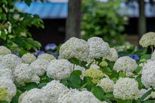 指扇アジサイまつり2025年 指扇アジサイまつり2025年 アジサイ,紫陽花,花の写真素材