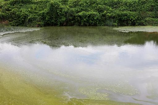 水面が澱んだ底なし沼のイメージ 水面が澱んだ底なし沼のイメージの写真