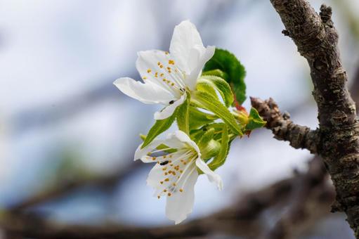日差しを浴びる白い桃の花 日差しを浴びる白い桃の花 花,植物,春の写真素材