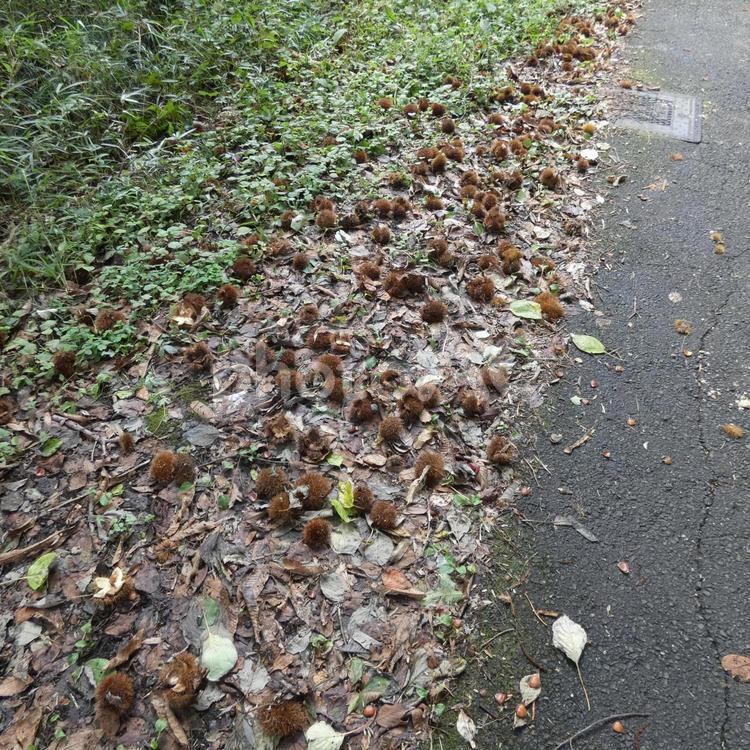 大量に林道に落ちていたイガグリ クリ,栗,栗の実の写真素材