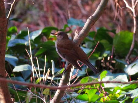 木の枝に留まるシロハラ シロハラ,野鳥,動物の写真素材