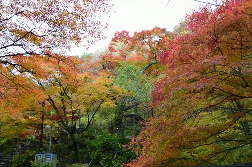 紅葉の山 紅葉,秋の山,グラデーションの写真素材