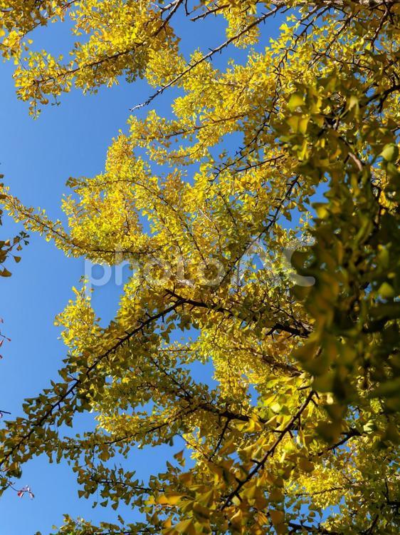 紅葉した大阪城公園の銀杏の木 紅葉,銀杏の木,イチョウの木の写真素材