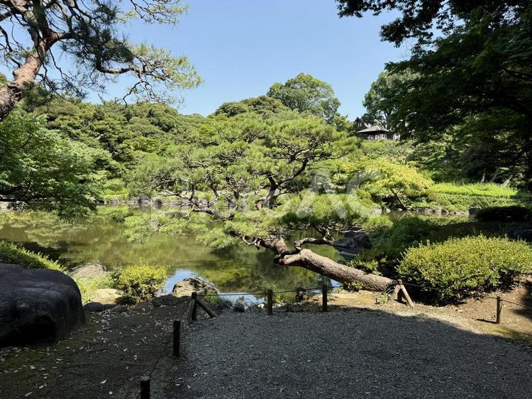 旧古河庭園　旧古河亭　日本庭園　7月 和風,旧古河庭園,旧古河邸の写真素材