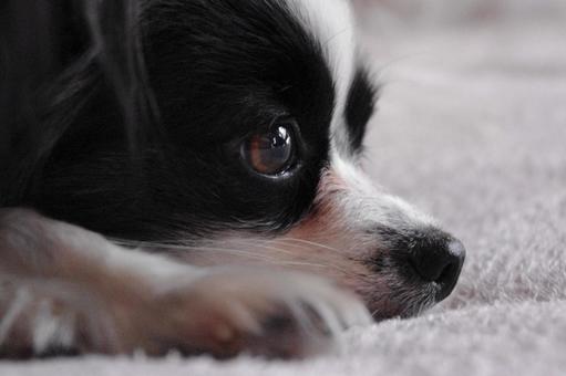 犬 パピヨン 犬 パピヨンの写真
