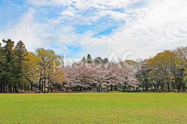 芝生広場と満開の桜と青い空 桜,ソメイヨシノ,満開の写真素材
