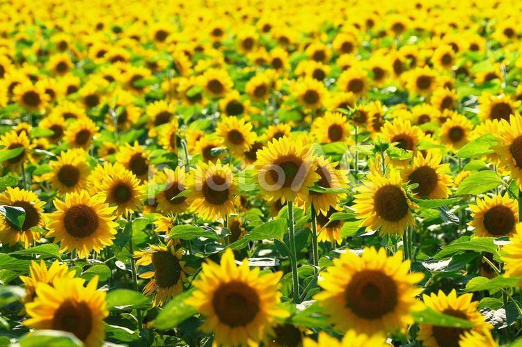北竜町のひまわり畑 ひまわり畑,旅行,夏の写真素材