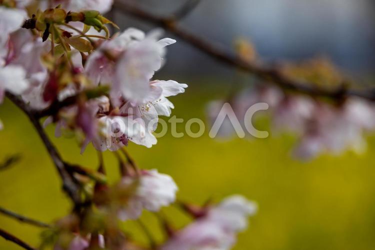 マザー牧場の菜の花畑の黄色い絨毯と桜 菜の花,畑,黄色の写真素材