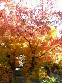 鮮やかに紅葉が進む郊外の日本庭園 鮮やかに紅葉が進む郊外の日本庭園 紅葉,葉,木の写真素材