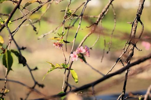 四季桜 四季桜 四季桜,しきざくら,秋に咲く桜の写真素材