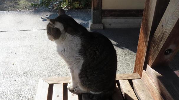 美しいお座り姿を見せるもふもふな眠り猫 猫,キジシロ,眠り猫の写真素材