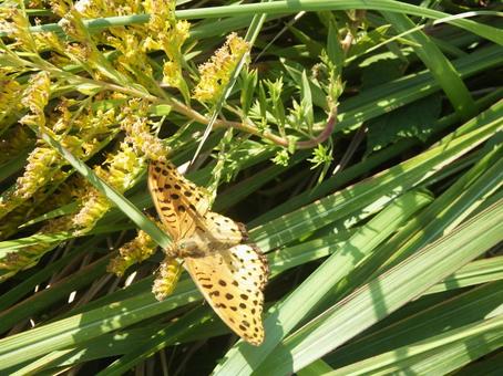 ツマグロヒョウモン ツマグロヒョウモン,蝶,チョウの写真素材