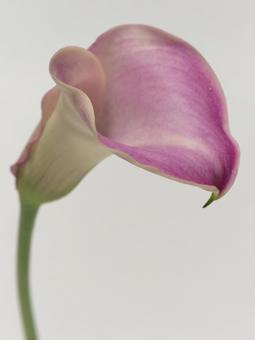 ピンク色のカラーの花 ピンク色のカラーの花の写真