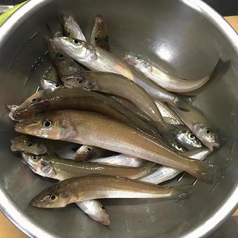 釣りたてのキス 魚,キス,キス釣りの写真素材