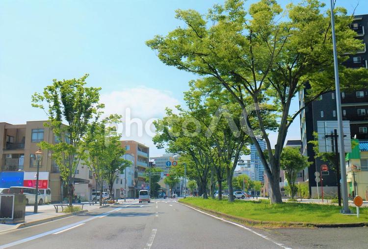 街路樹　初夏 街路樹,並木,木の写真素材