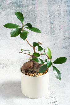 キレイなガジュマル キレイなガジュマル 観葉植物,ガジュマル,インテリアの写真素材