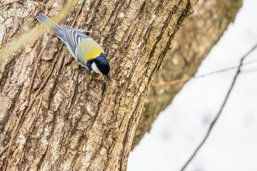 シジュウカラ(69)の写真