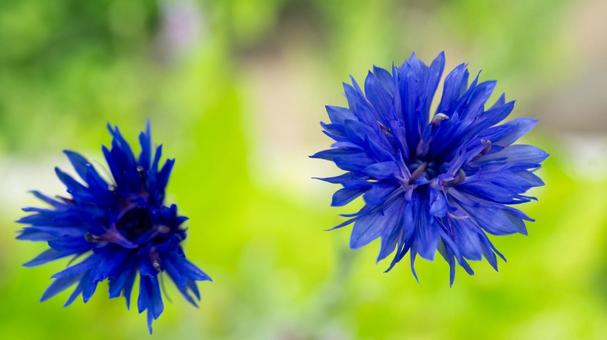 Photo, cornflower, flower, plant, 